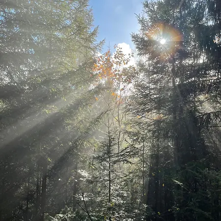 Riese * Triberg im Schwarzwald